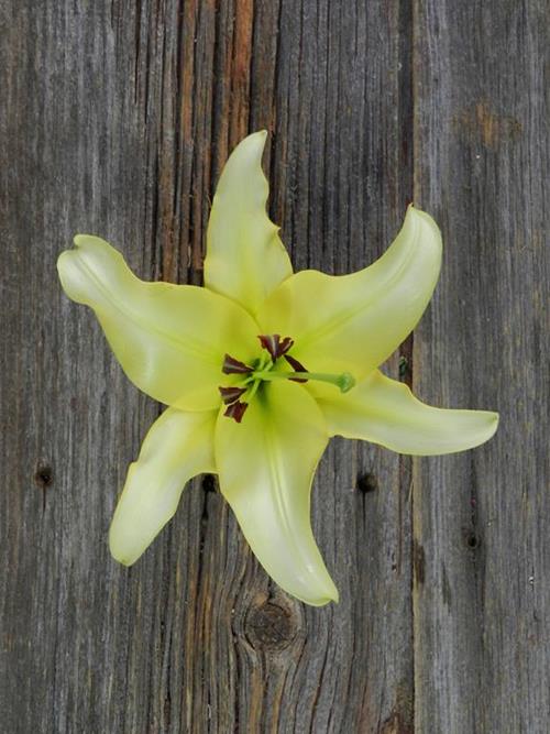 Wholesale Yellow Oriental Lilies Delivered Online FlowerFarm